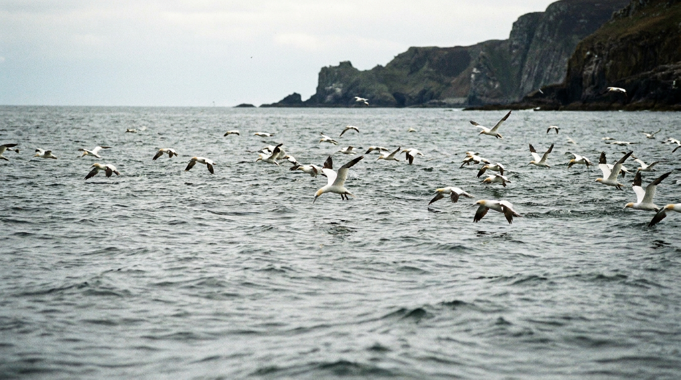 Northern gannets flying above rippled water off the rocky Shetland coastline.
